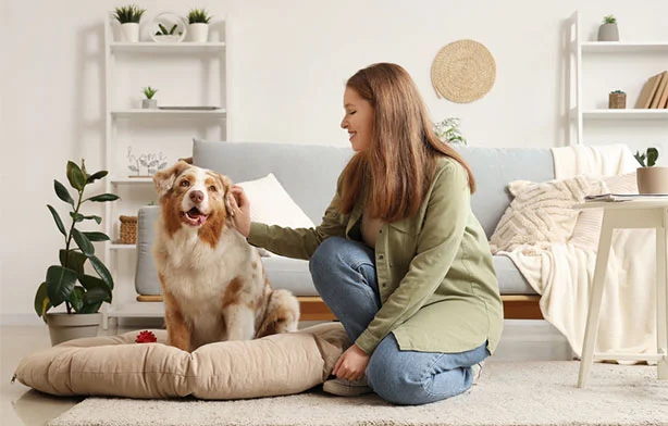 We believe the coziest corners belong to our furry friends