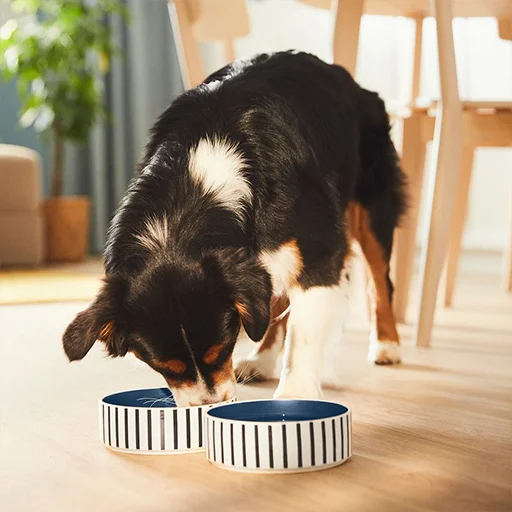 DOG BOWLS