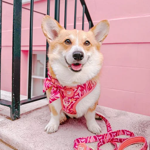 DOG FASHION