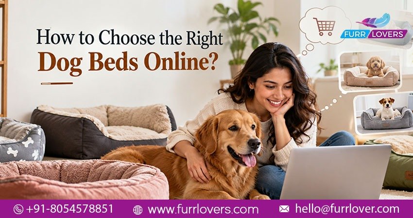 How to Choose the Right Dog Beds Online